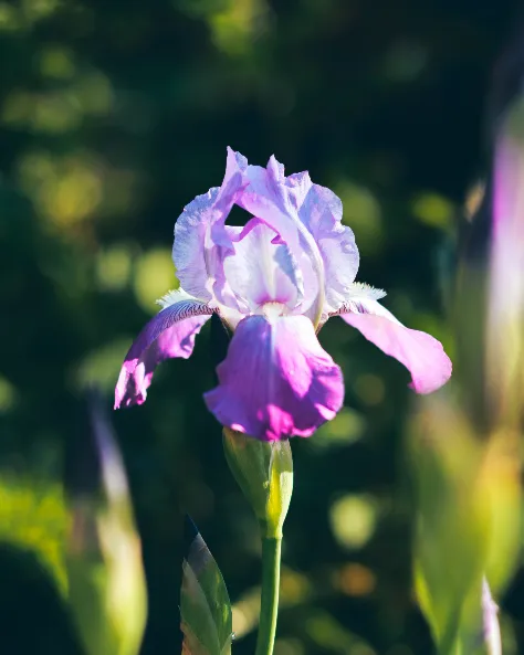 Lucille Rakestraw Edwards